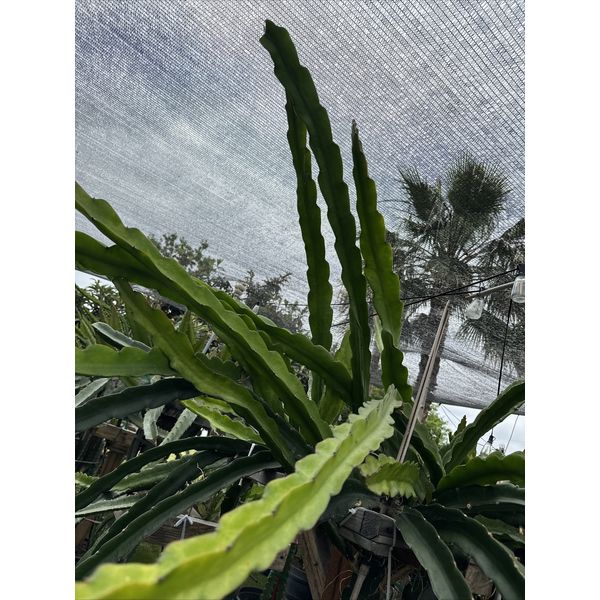 Cosmic Charlie, Dragon fruit cutting 13"-18"