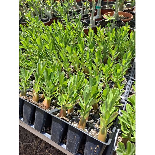 Desert Rose Plant Adenium Obesum Plant 3-4 inch Seedling Bundle of 2 Plants