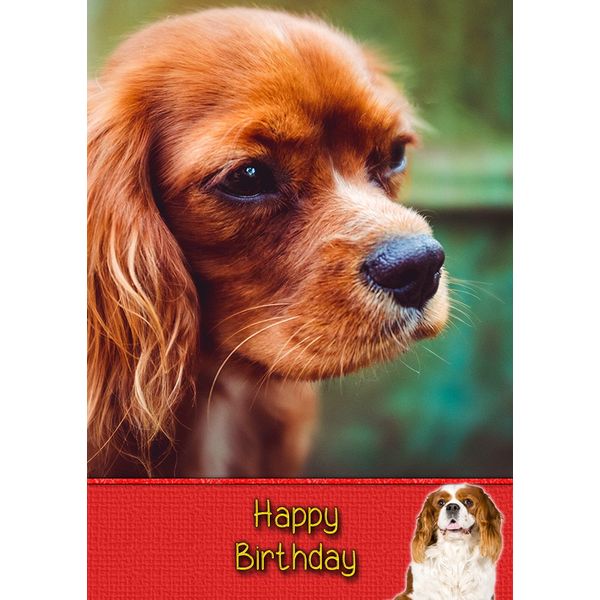 King Charles Birthday Card