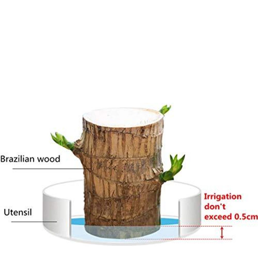 Plants, Seeds & Bulbs Base Brazil Iron Ornaments Groot 1Pc Mini Brazilian  Wood Potted Plants Clean Air Lucky Wood Plant Pot Hydroponic Plants  Hydroponic Tree Stump Desktop Plants 7-8 cm in Diameter