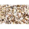 FSG - 2 Lbs (3000+) Tiny Indian Ocean Shell Mix Mini Shells 1/4" Seashells Crafts Beach Decor Sailors Valentines