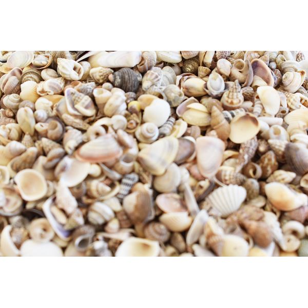 FSG - 2 Lbs (3000+) Tiny Indian Ocean Shell Mix Mini Shells 1/4" Seashells Crafts Beach Decor Sailors Valentines