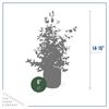 Live Aromatic and Healthy Herb - Eucalyptus, Improves Air Quality, Wrapped in Deco Cover, 14" Tall by 6" Wide in 1.25 Quart Pot