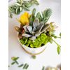 DIY Succulent Garden Kit (White Pot) - 3”