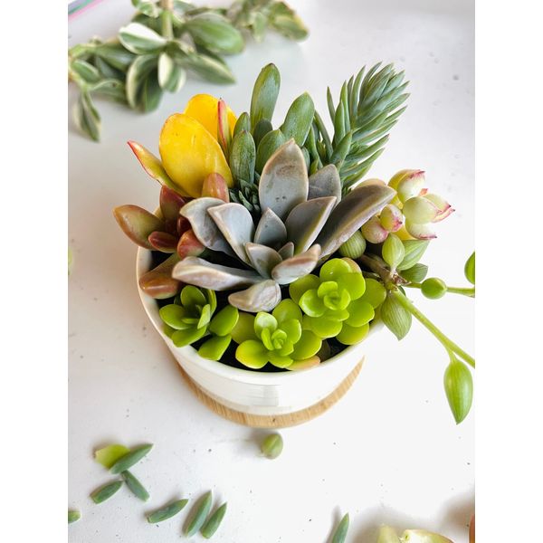 DIY Succulent Garden Kit (White Pot) - 3”
