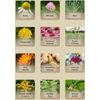 IMMUNI-TEA USDA Certified Organic Herbal Blend for Immune System Support USA