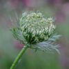 Carrot Seed 10ml Incent Essential Oil Essential Oil