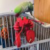 Jimmy the Lobster Play Perch Parrot Toy
