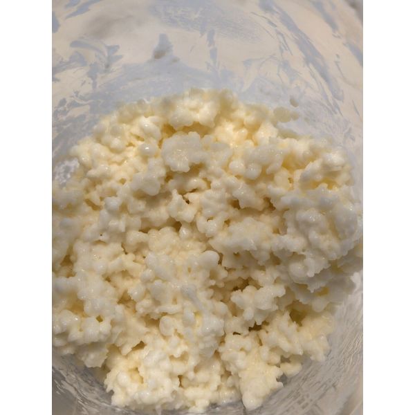 Organic Whole Milk Kefir Grains / Bulgaros Probiotic Culture 1/2 Tsp