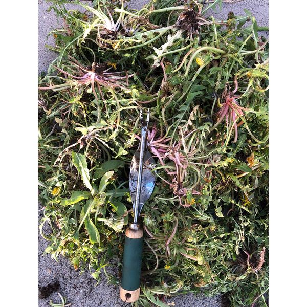 Edward Tools Weeding Tool - Leverage Metal Base Creates Perfect Angle for Easy Weed Removal and Deeper Digging - Sharp V Nose Digs deep to Roots - Stainless Rust Proof Steel