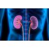 Urinary tract health - KIDNEY SUPPORT COMPLEX - kidney cleanse - 2 Bottles
