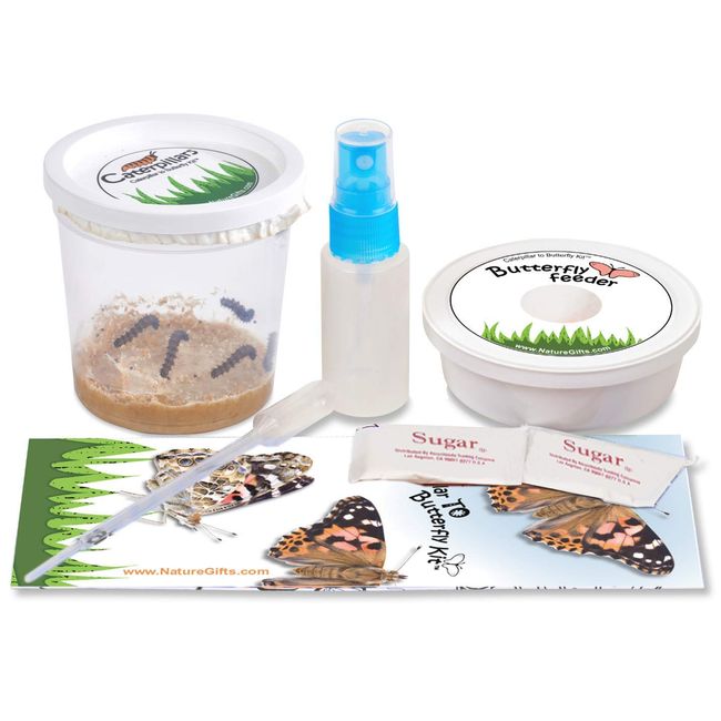 Nature Gift Store 5 Live Caterpillars Shipped Now- Butterfly Kit Refill