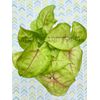 3 Syngonium 'Gold Allusion' starter plants