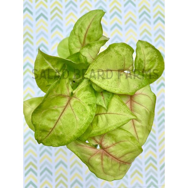 3 Syngonium 'Gold Allusion' starter plants