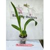 Arthurara Sea Snake 'Unforgettable Live Orchid  1B38