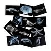 Animal X-Ray Set, Educational Science Kit, Light Table Accessory for Children (Sea Animals)