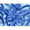 Probiotics Prebiotic Digestive Support Maintaining Gut Health Gas, Constipation
