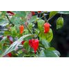 25+ Super-Hot Ghost Pepper | NON-GMO | Pepper Seeds. Free Shipping
