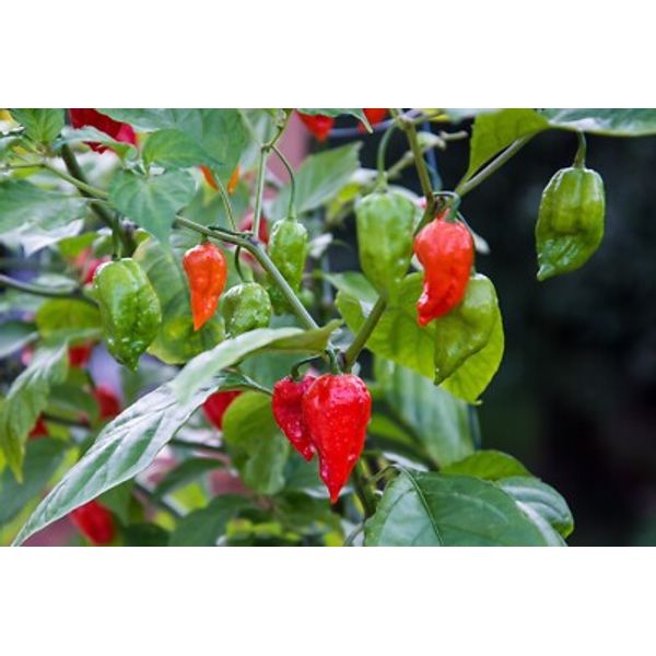 25+ Super-Hot Ghost Pepper | NON-GMO | Pepper Seeds. Free Shipping