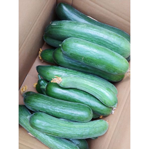 20 Mini Cucumbers 30 Cucumbers Climbing Cucumber Full of Juicy Crunchy Cucumbers (Mon./Thu Sequential Delivery), 20 Mini Cucumbers