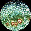 AmScope 40X-2500X Lab Binocular Compound Microscope 3D Stage, slides, clean kit