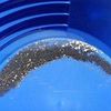 DNJ 4 oz Gold Paydirt 0.10 Gram Gold Minimum