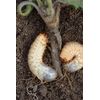 Compact Chafer Beetle Trap - Protect your Lawn - Andermatt Home & Garden