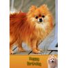 Pomeranian Dog Birthday Card