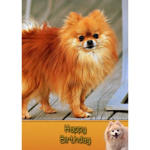Pomeranian Dog Birthday Card