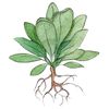 Liquid Plant Nutrient Magnesium Supplement for bloom  OMRI