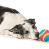 PLATZ PET SUPPLISE&FUN Dog Toy, Sensory Ball, Medium Size