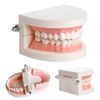 Teeth Model Small Model Teeth Shape Model Learning Teaching Teeth Brushing Dental Model Dental Hygiene Education Oral Care Practice Model