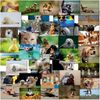 doodlecards Mixed Postcards Funny Animals Pack of 40 All Different