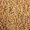 Whole Oat Groats - 50 Lb Bag - 2 Day Shipping