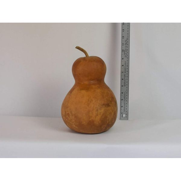 Dried Hard Shell Bottle Gourd - 7" Diameter