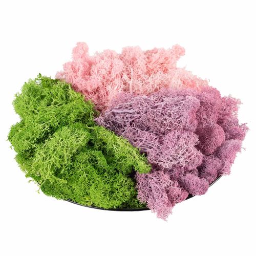 9 OZ Preserved Moss, Natural Live Moss, Fake Moss for Potted Plants, Spanish Moss for Terrariums Gardening Art, Vase Fillers, Craft Floral Wall, Wedding Decor (Green, Purple, Pink)