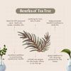 Tea Tree Essential Oil - 16 fl oz (473 ml) Amber Glass Bottle - 100% Pure Essential Oil - GreenHealth