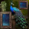 Birds - Elegant Peacock Personalized Wall Art or Scrapbook Page