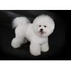 Bichon Frise Dog Blank Greeting Card
