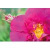 Weleda 9939 Wild Rose Oil 100 ml