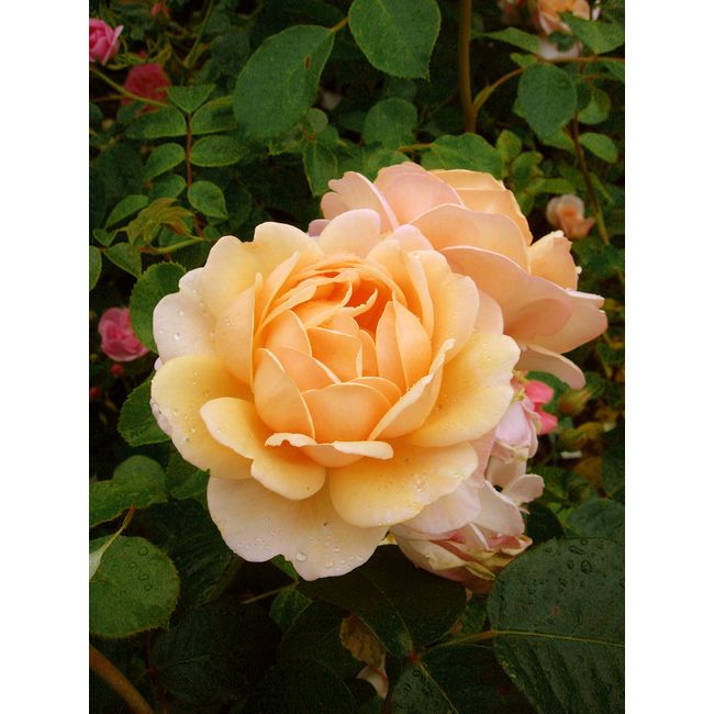 Rose Happy 70TH Birthday - Giftaplant™ 70th Birthday,Gifts for Him Or Her,Sister,Brother,70th Birthday Gifts