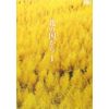 北の国から Vol.1 [DVD]