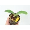 P.Banna #A④ @bikamori.com Banna #A Vicarcus Fern
