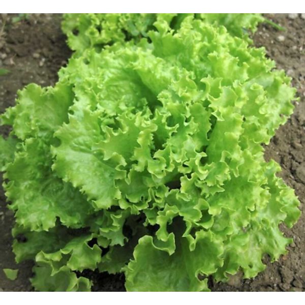 2g Fresh New Harvest of Choice Salad Bowl Leaf Lettuce Seeds-A 63