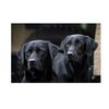 Labrador dogs - blank greeting card with envelope. Large A5 size