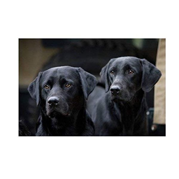 Labrador dogs - blank greeting card with envelope. Large A5 size