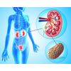 Body Flush - KIDNEY SUPPORT - Bladder Health - Kidney Boost - 2 B 120 Ct