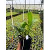 Dendrobium Genting Rose, Comes in 4" Pot, Orchids From Hawaii