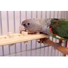 Woodberry - Medium Bolt-On Parrot Toy