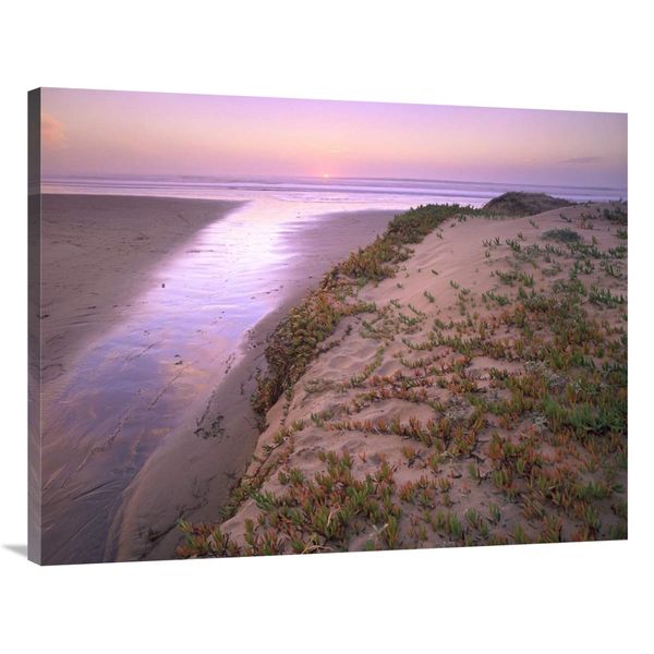 30 x 40 in. Hottentot Fig Growing in Beach Sand, Morro Strand State Beach, California Art Print - Tim Fitzharris